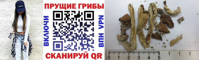 Купить закладки  Луховицы  Галлюциногенные грибы Psilocybe 